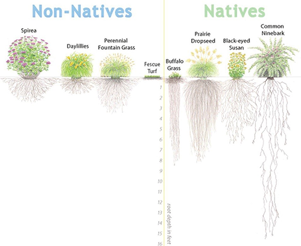 diagram with random native plants on the left and nonnative plants on the right, showing that native plants (supposedly) have root systems that go a lot deeper